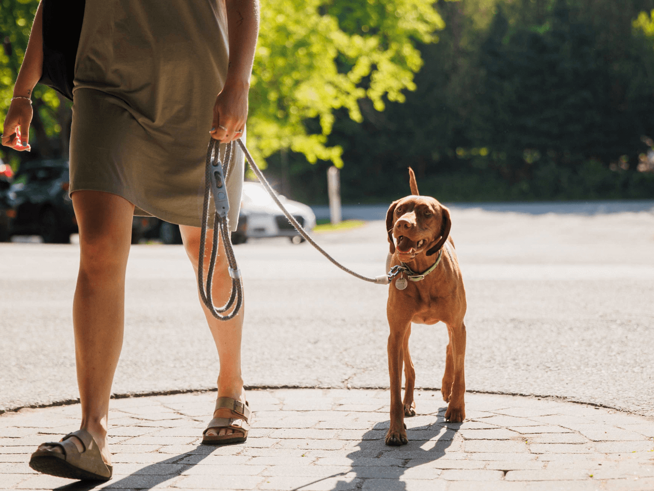 Chien marche avec fille