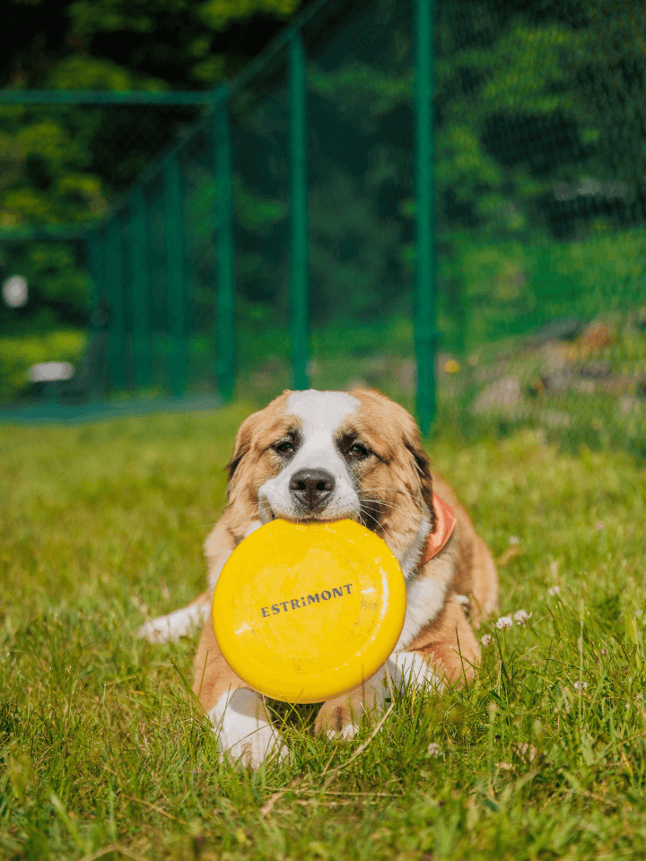 Chien frisbee1