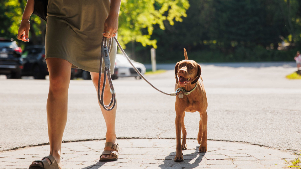 Chien marche